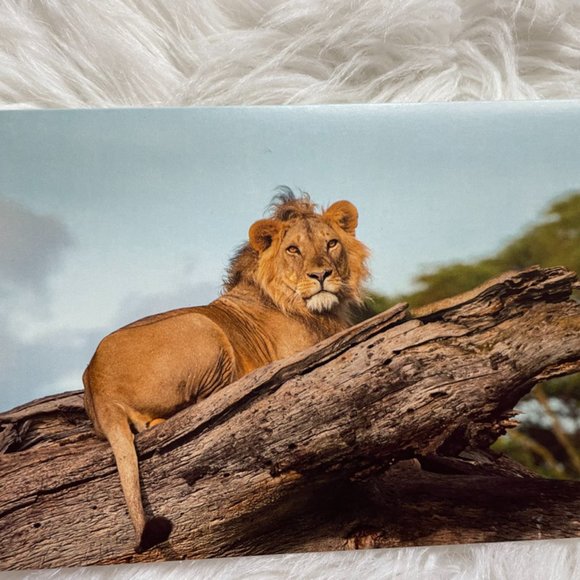 20 Assorted Cards Wild Animal blank inside - Picture 14 of 15